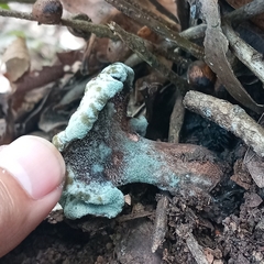 Hypomyces