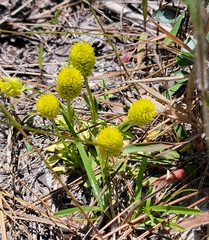 Polygala nana