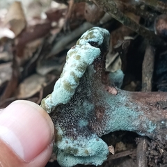 Hypomyces