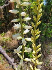 Aletris farinosa