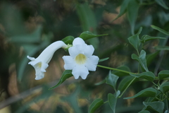 Amphilophium carolinae