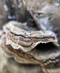 Trametes