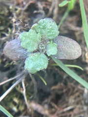 Mazus pumilus