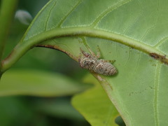 Rhene yunnanensis