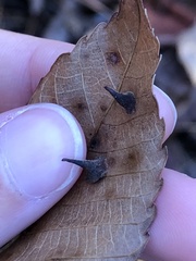 Caryomyia