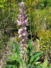 Lupinus villosus