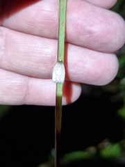 Oecophorinae