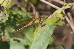 Erythrodiplax nigricans