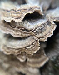 Trametes