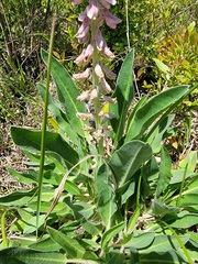 Lupinus villosus