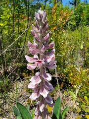 Lupinus villosus