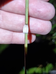 Oecophorinae