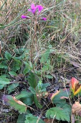 Pelargonium rodneyanum