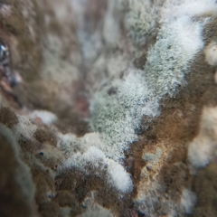Hypomyces