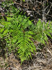 Pteridium caudatum