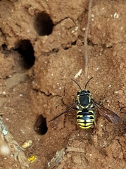 Paranthidium gabbii