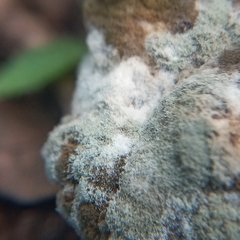 Hypomyces