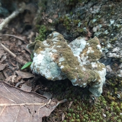Hypomyces