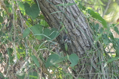 Dryobates mixtus