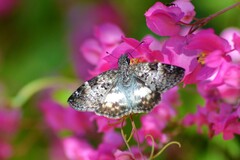 Chiomara georgina georgina