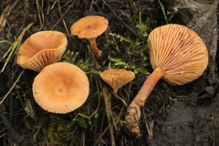 Lactarius neotabidus