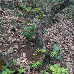 Hypomyces