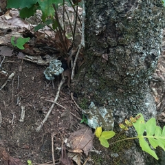 Hypomyces