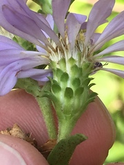 Eurybia surculosa