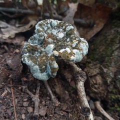 Hypomyces