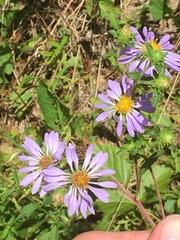 Eurybia surculosa