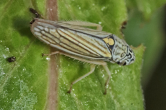 Graphocephala hieroglyphica