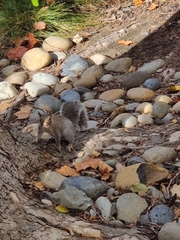 Sciurus carolinensis