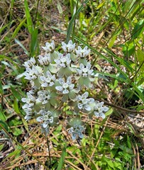 Asclepias michauxii