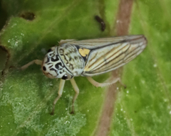 Graphocephala hieroglyphica