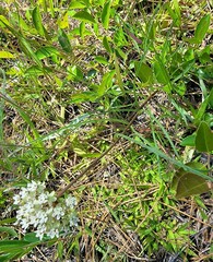 Asclepias michauxii