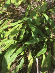 Eurybia surculosa