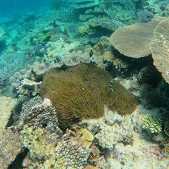 Amphiprion akindynos