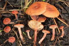 Lactarius neotabidus