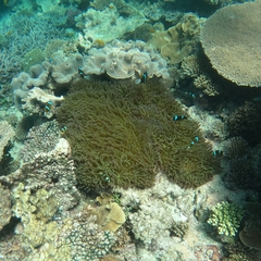 Amphiprion akindynos