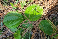 Helianthus radula