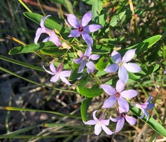 Billardiera cymosa