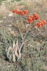 Aloe hereroensis