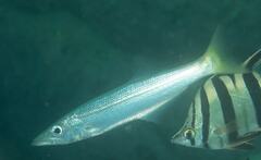 Dinolestes lewini