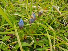 Gentiana platypetala