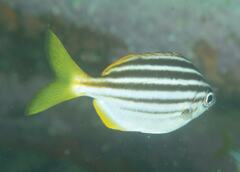 Atypichthys strigatus