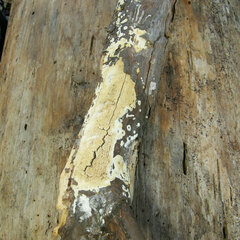 Butyrea luteoalba
