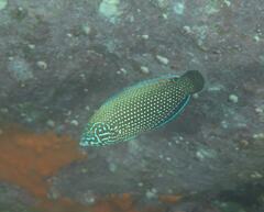 Anampses caeruleopunctatus