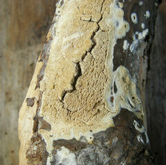Butyrea luteoalba