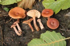 Lactarius neotabidus
