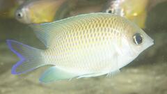 Mecaenichthys immaculatus